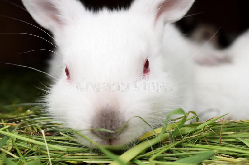 Detail White Rabbit Pic Nomer 43