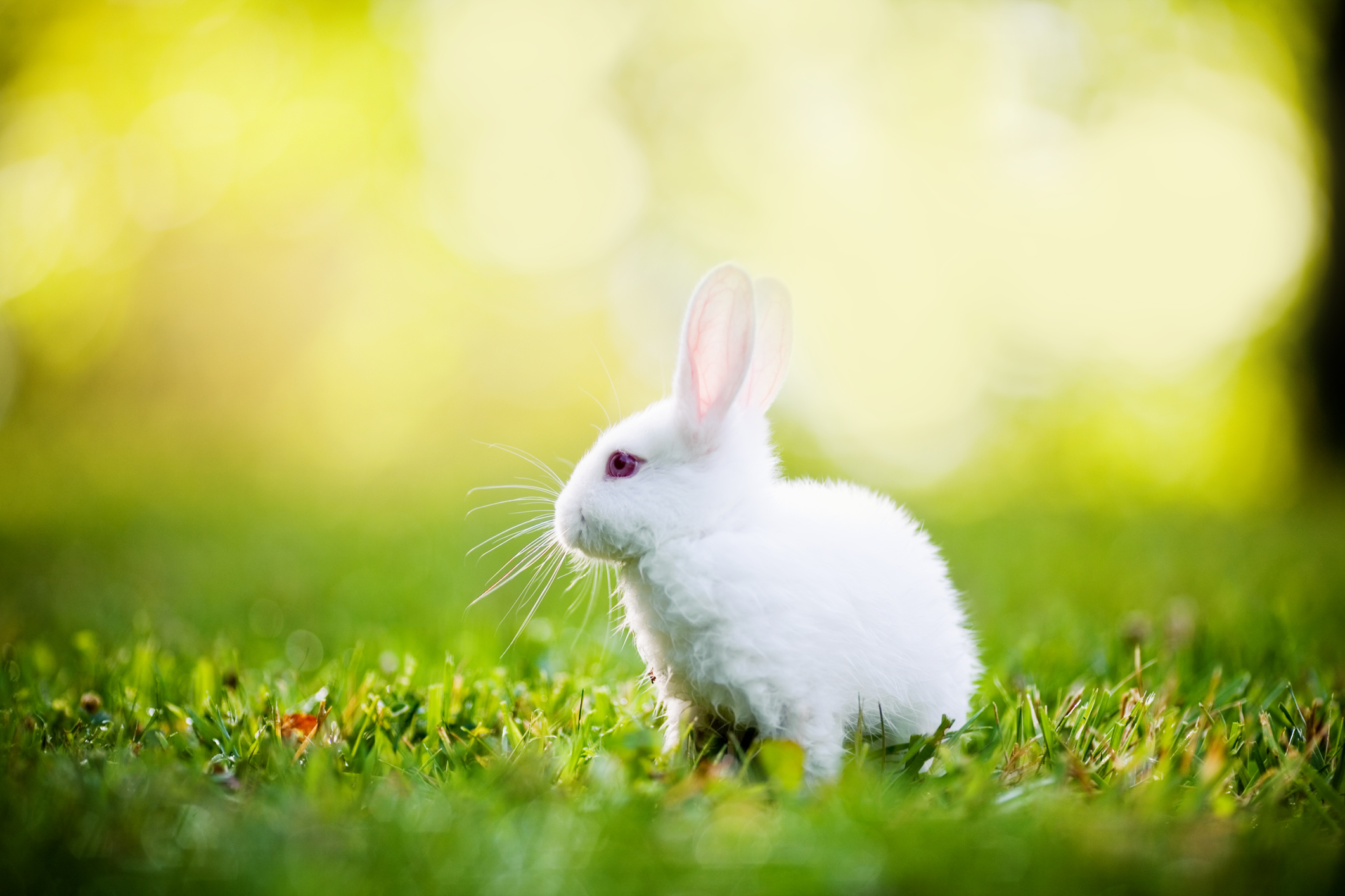 Detail White Rabbit Pic Nomer 45