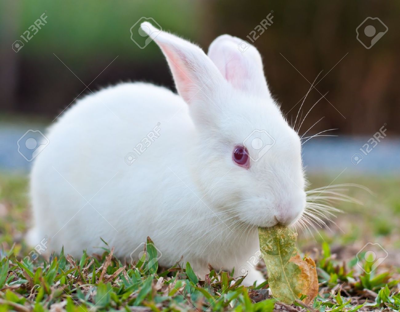 Detail White Rabbit Pic Nomer 6