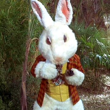 Detail White Rabbit Pic Nomer 48