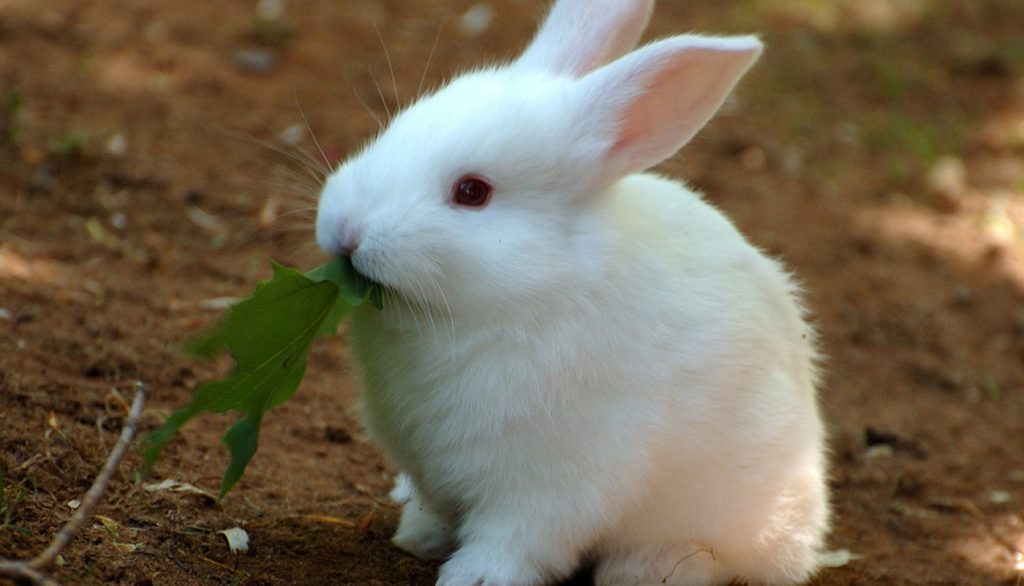 Detail White Rabbit Pic Nomer 54