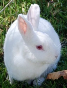 Detail White Rabbit Pic Nomer 56