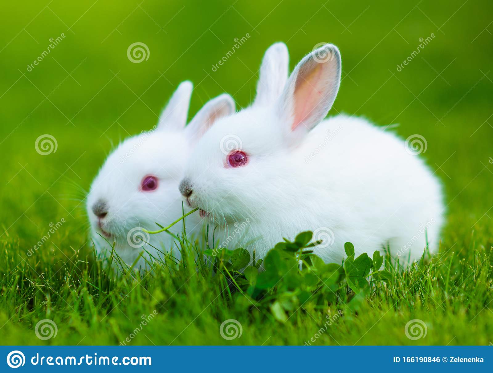 Detail White Rabbit Pic Nomer 7