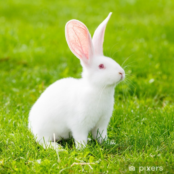 Detail White Rabbit Pic Nomer 10