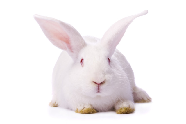 Detail White Rabbit Pics Nomer 5