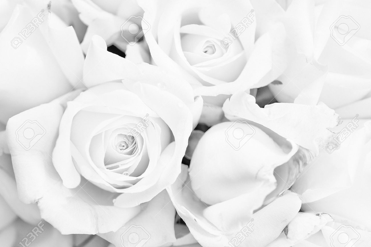 Detail White Rose Background Nomer 12