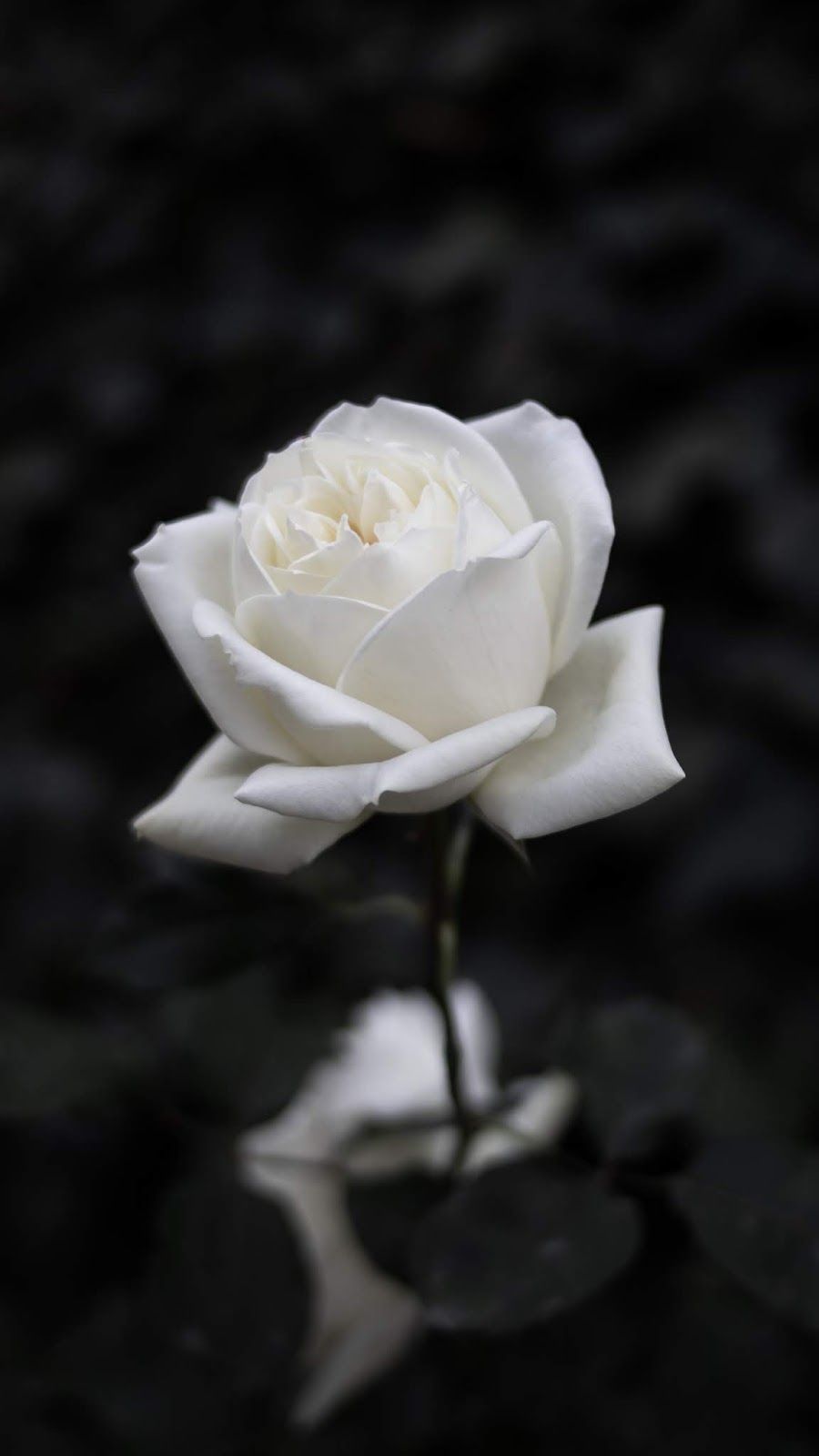 Detail White Rose Background Nomer 15