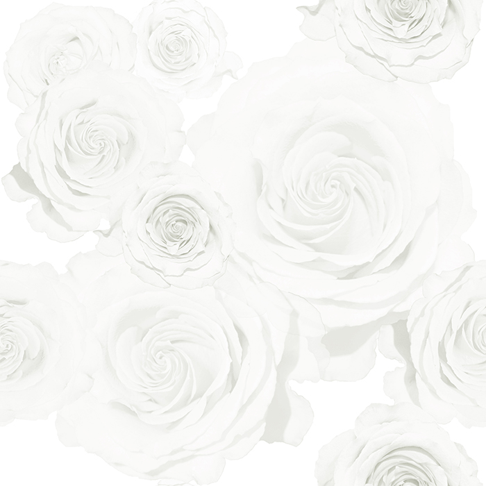 Detail White Rose Background Nomer 24