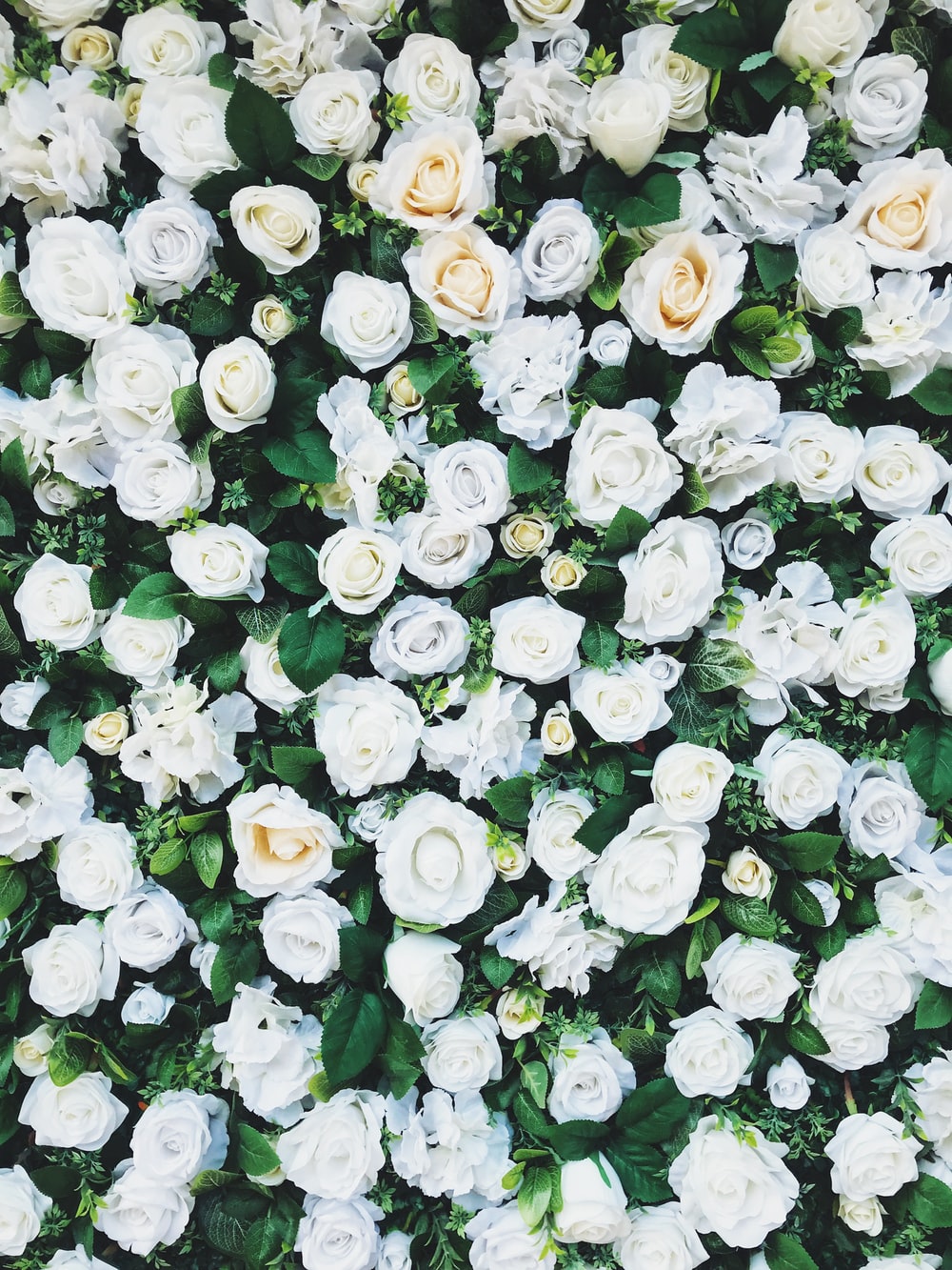 Detail White Rose Background Nomer 25