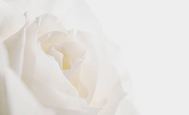 Detail White Rose Background Nomer 29