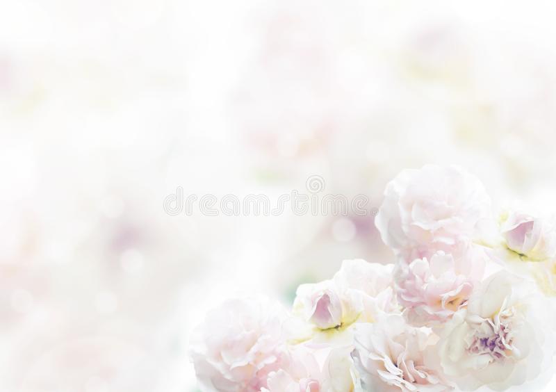 Detail White Rose Background Nomer 30