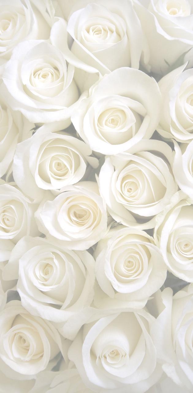 Detail White Rose Background Nomer 35