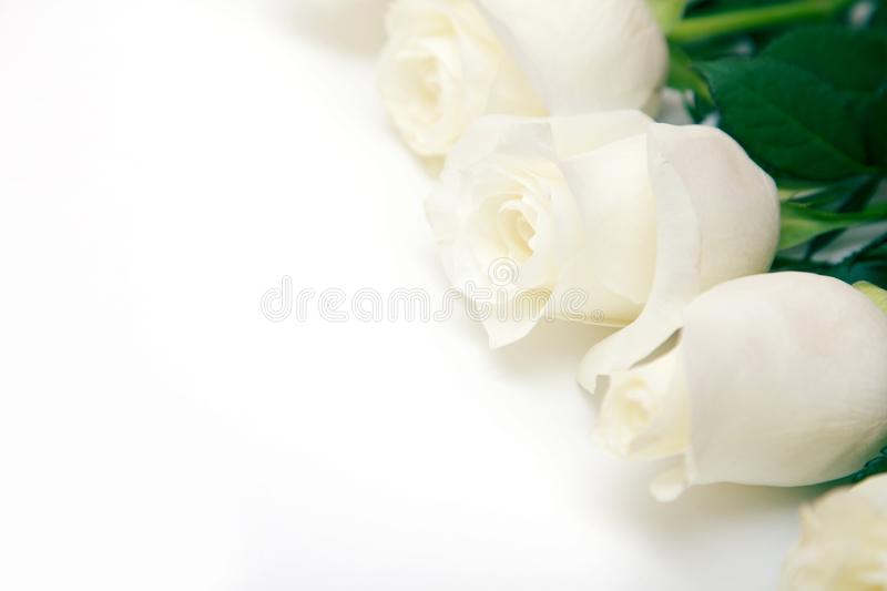 Detail White Rose Background Nomer 41