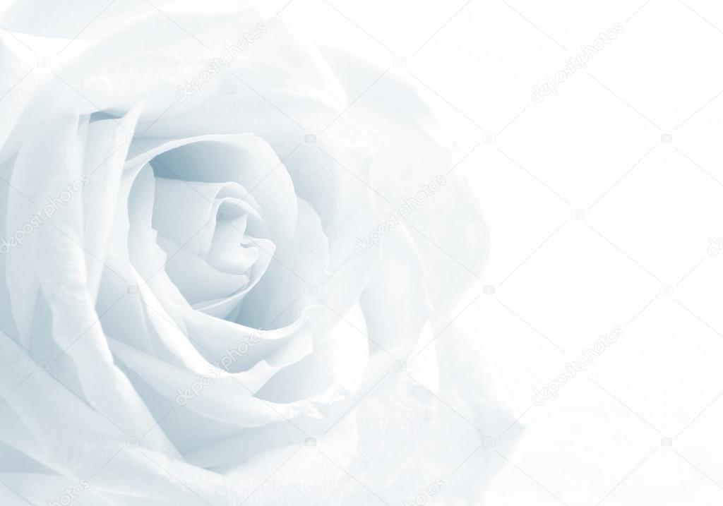 Detail White Rose Background Nomer 45