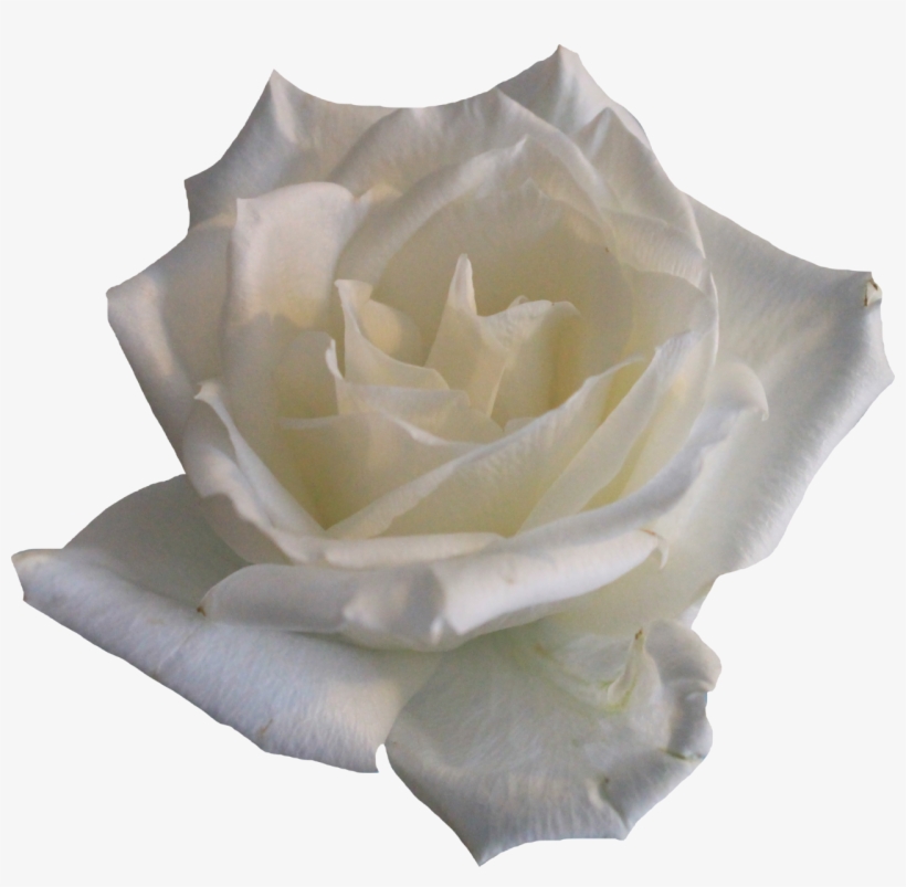 Detail White Rose Background Nomer 50