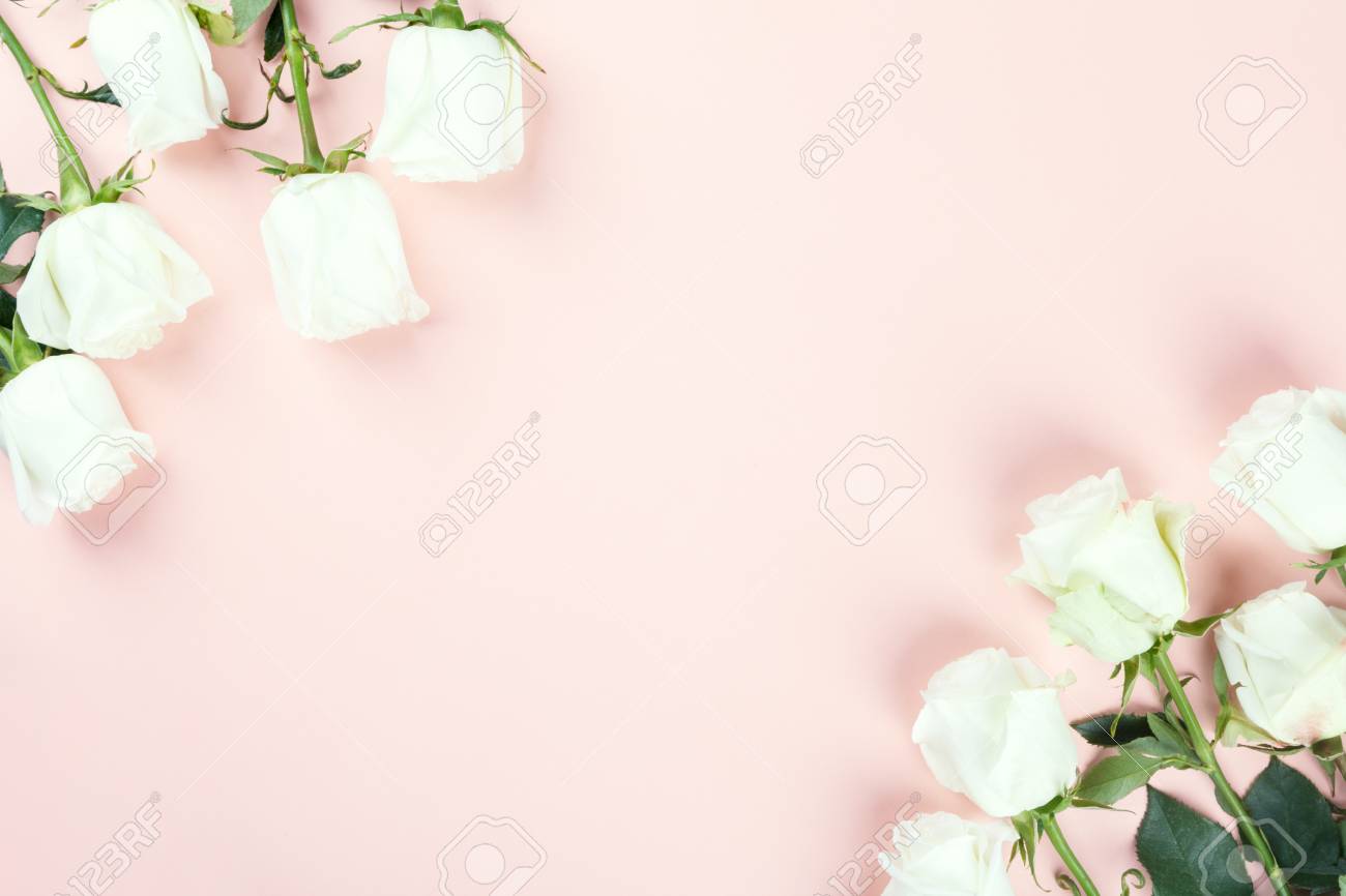 Detail White Rose Background Nomer 52