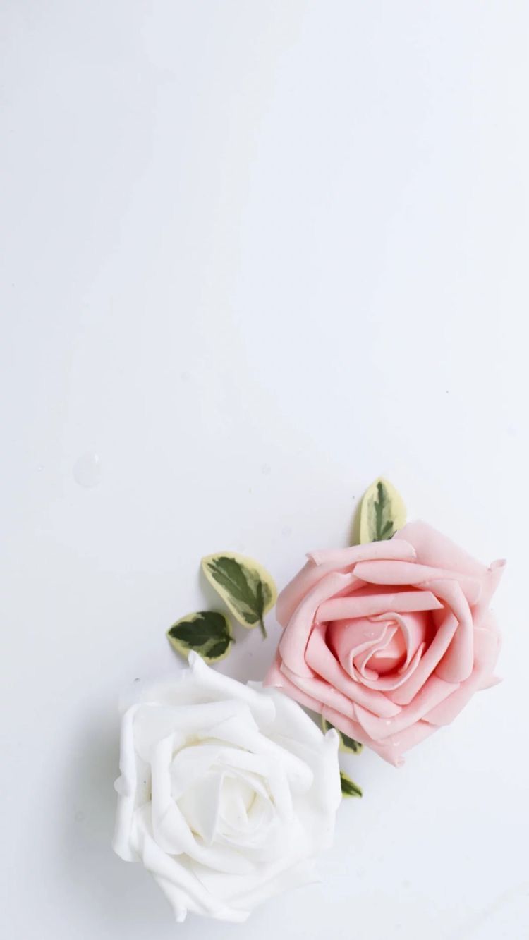 Detail White Rose Background Nomer 54