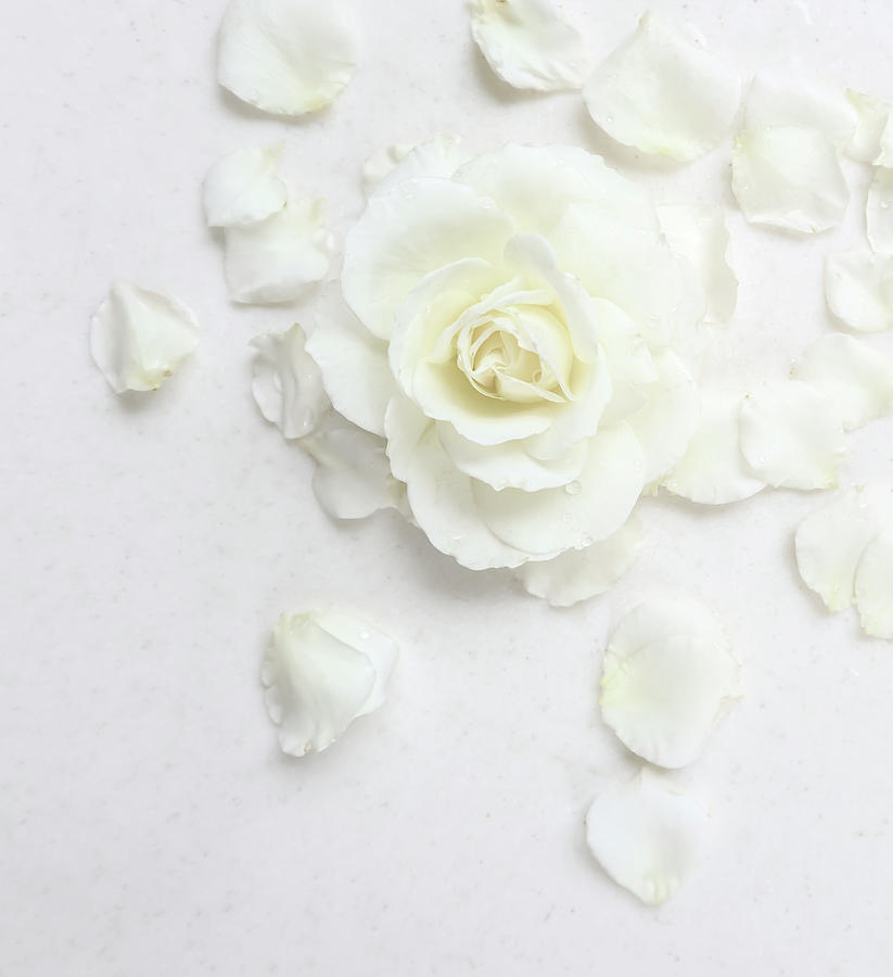 Detail White Rose Background Nomer 57