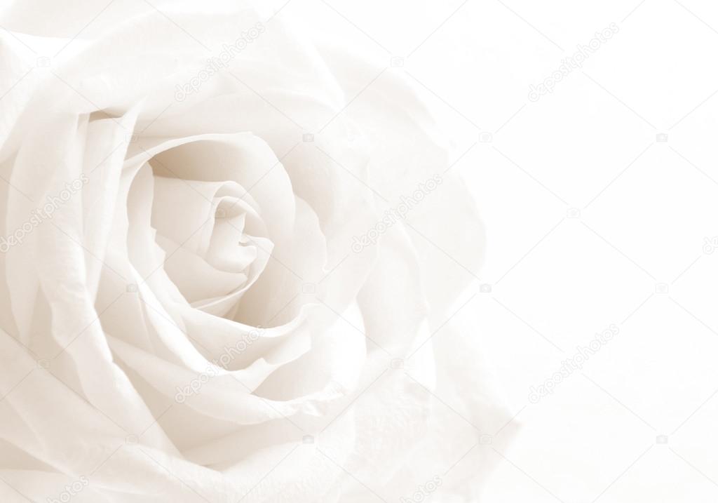 Detail White Rose Background Nomer 8