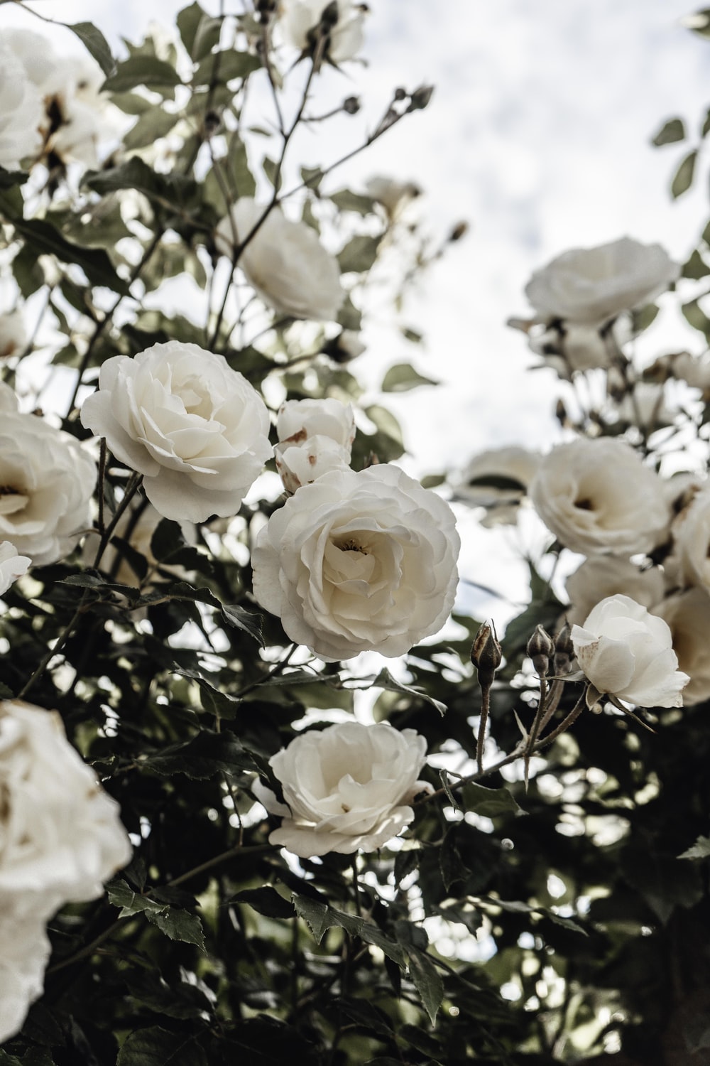 Detail White Rose Background Images Nomer 14