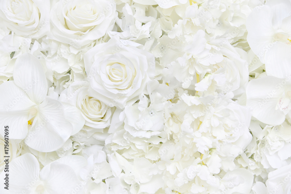 Detail White Rose Background Images Nomer 26