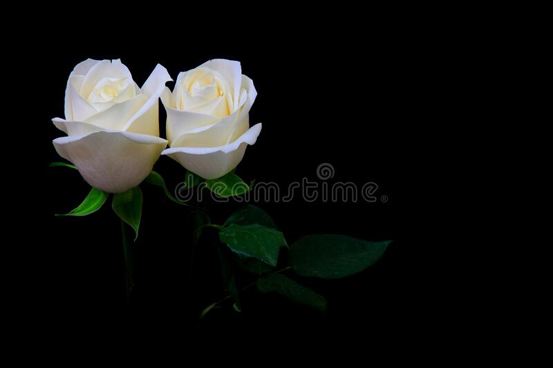 Detail White Rose Background Images Nomer 31