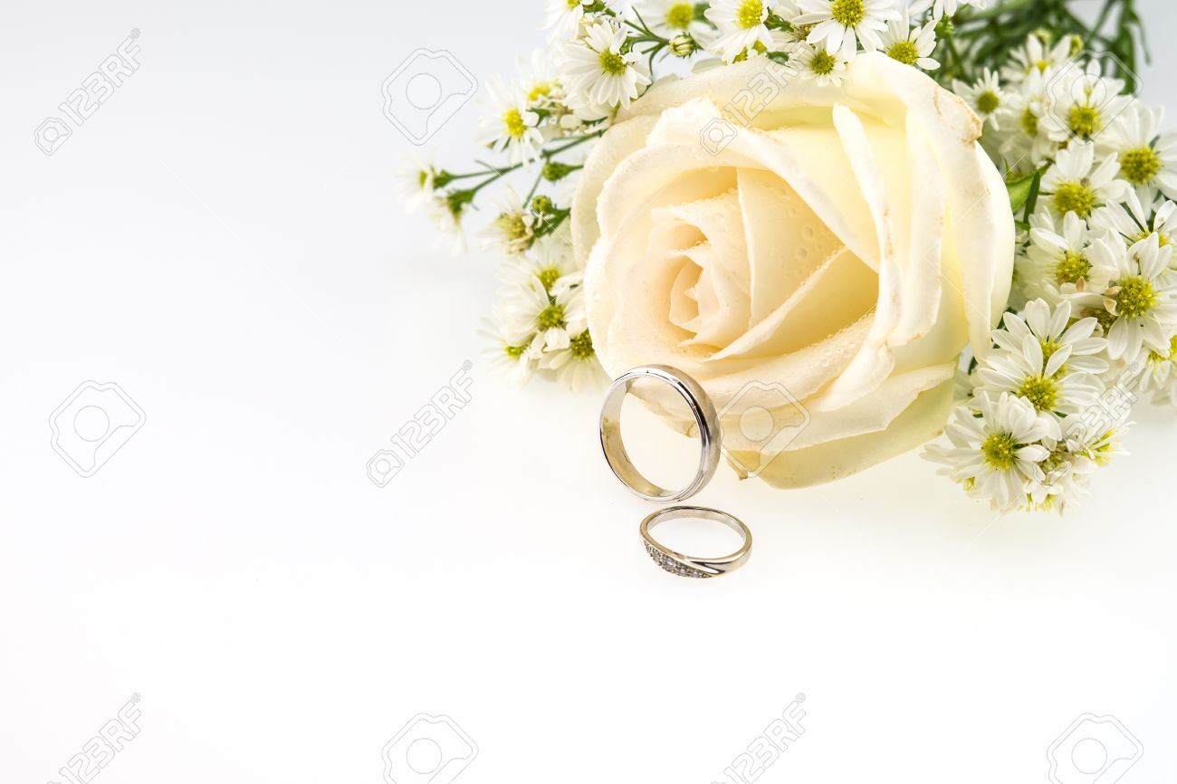 Detail White Rose Background Images Nomer 47