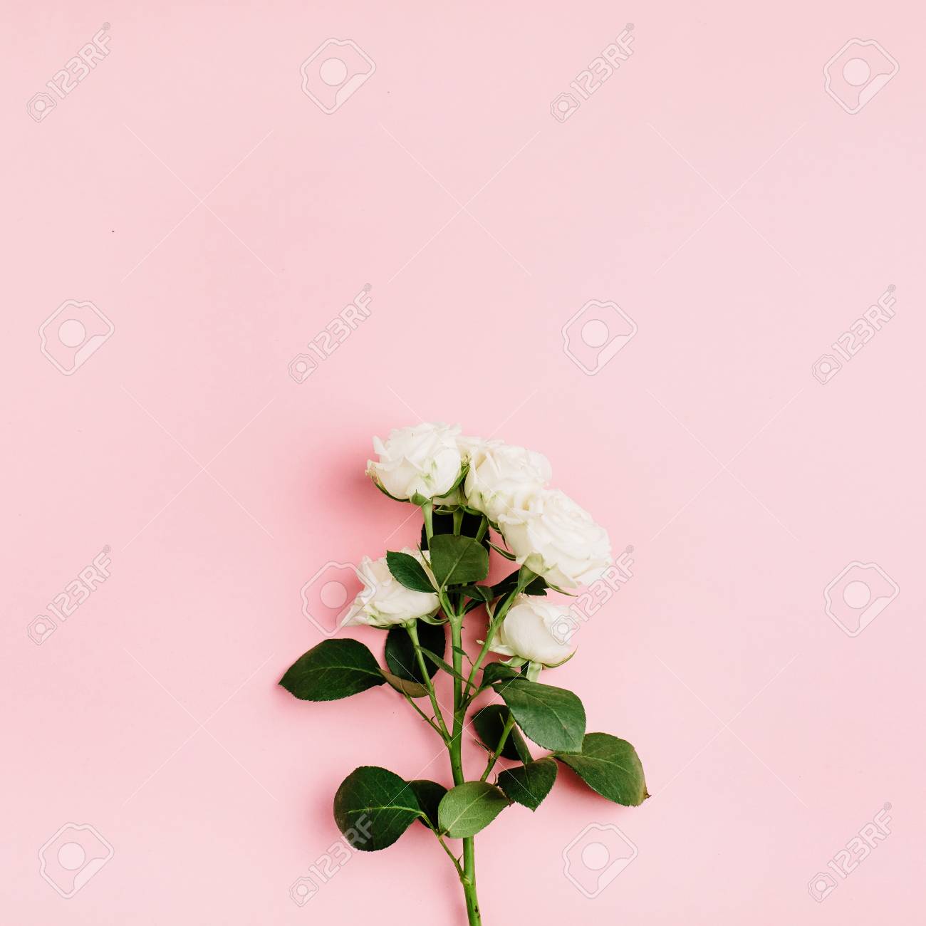 Detail White Rose Background Images Nomer 49