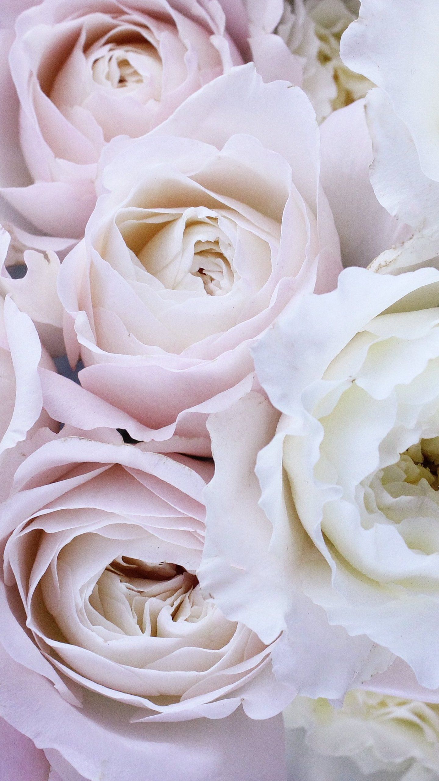 Detail White Rose Background Images Nomer 52