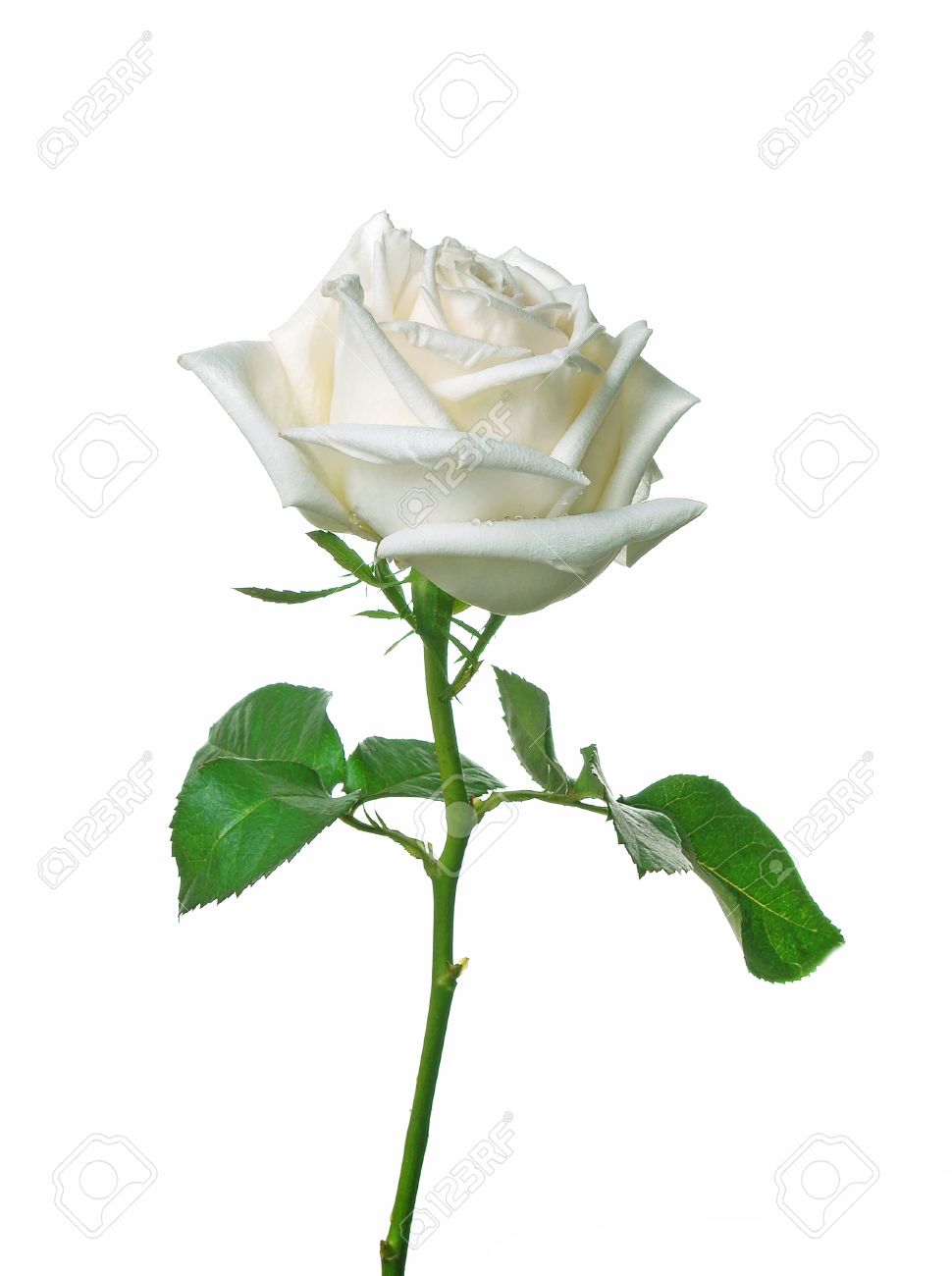 Detail White Rose Background Images Nomer 56