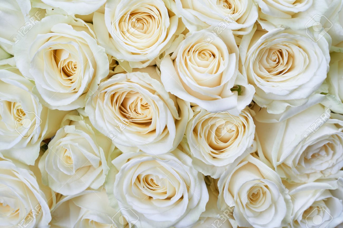 Detail White Rose Background Images Nomer 9