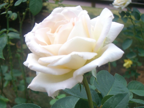 Detail White Rose Flower Nomer 29