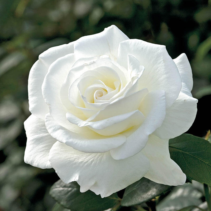 Detail White Rose Flower Nomer 47