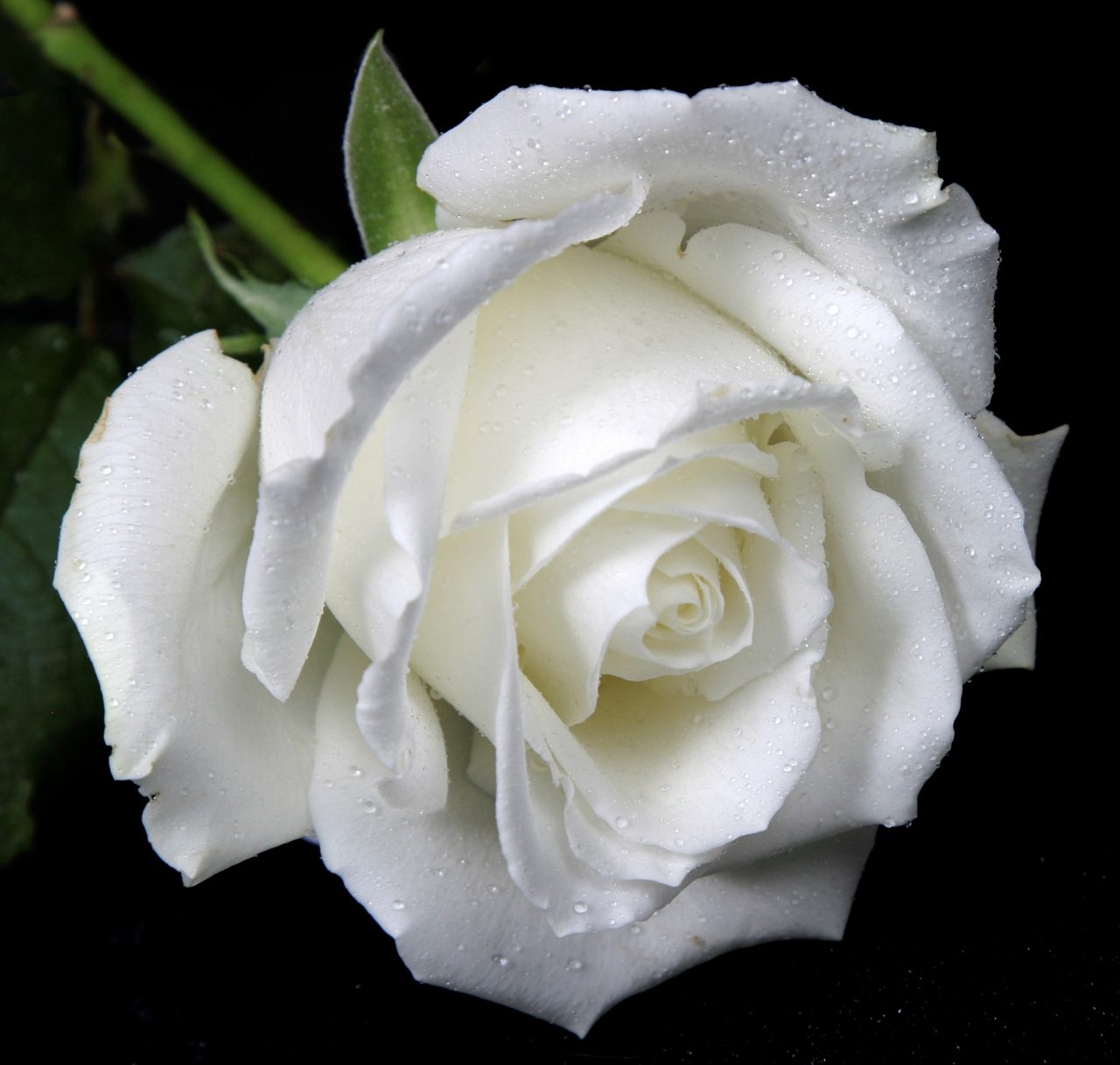 Detail White Rose Flower Nomer 52