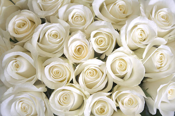 Detail White Rose Flower Nomer 53