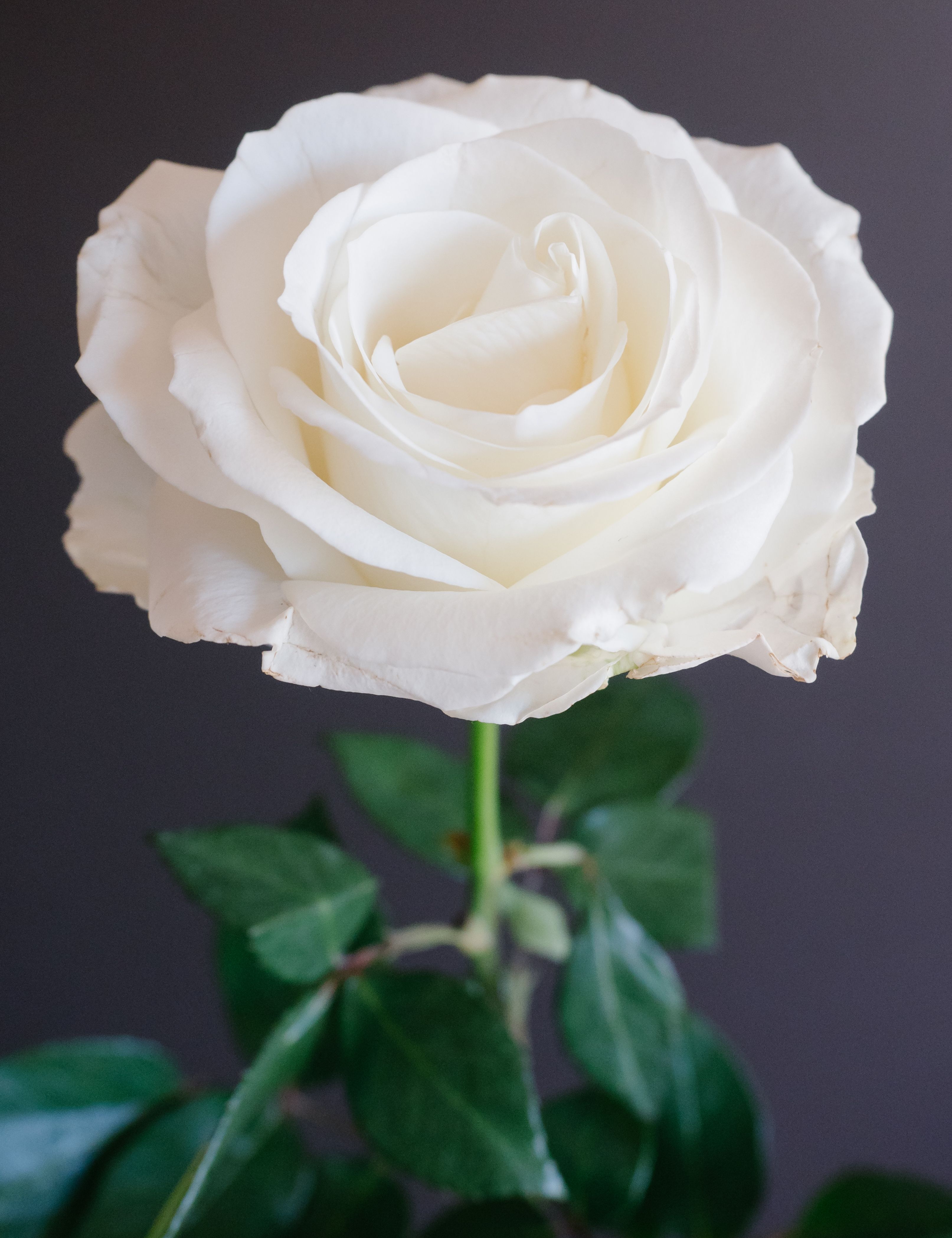 Detail White Rose Flower Images Nomer 11