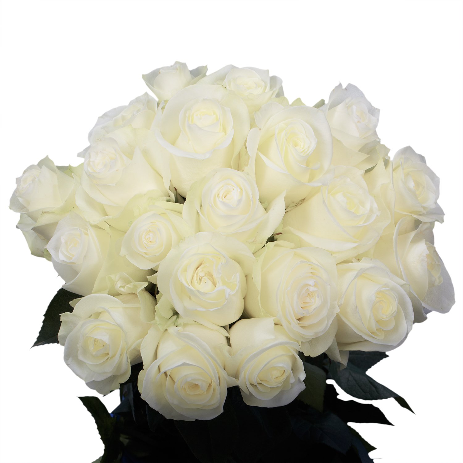 Detail White Rose Flower Images Nomer 21