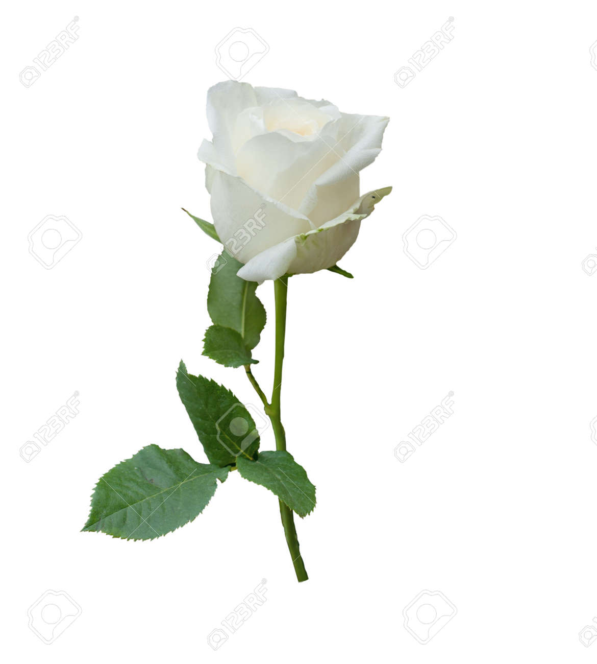 Detail White Rose Flower Images Nomer 27