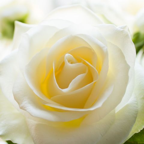 Detail White Rose Flower Images Nomer 36