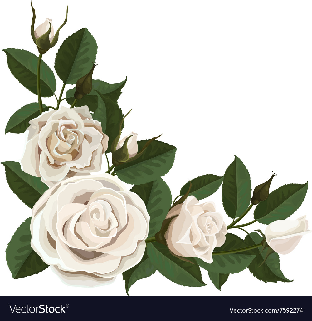 Detail White Rose Flower Images Nomer 37