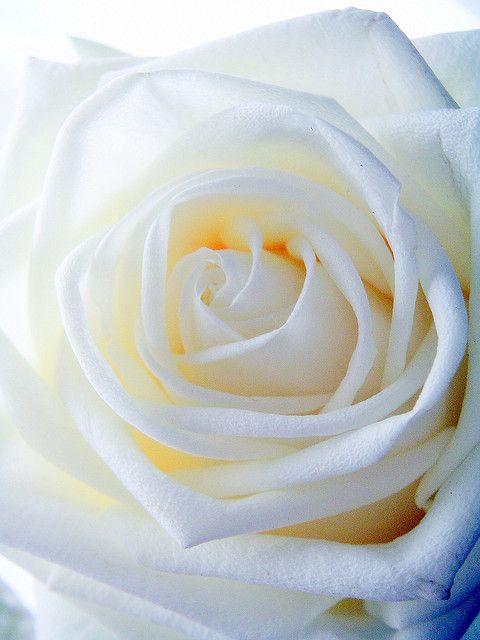 Detail White Rose Flower Images Nomer 5