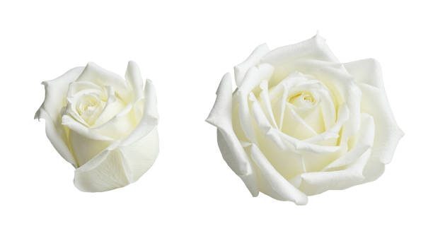 Detail White Rose Flower Images Nomer 56
