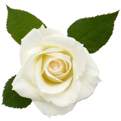 Detail White Rose Flower Images Nomer 7