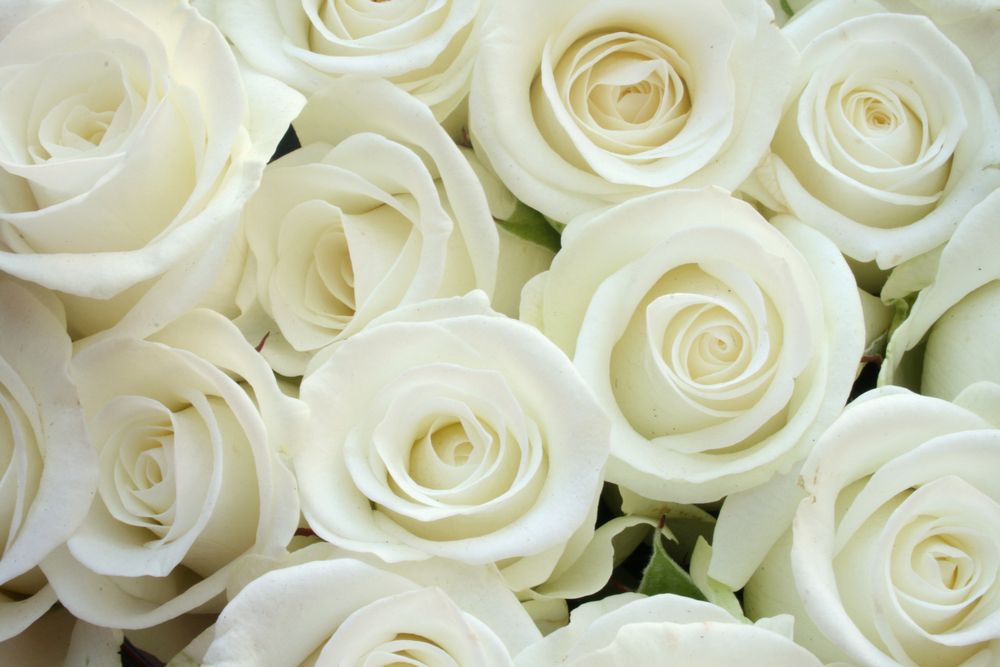 Detail White Rose Hd Nomer 17