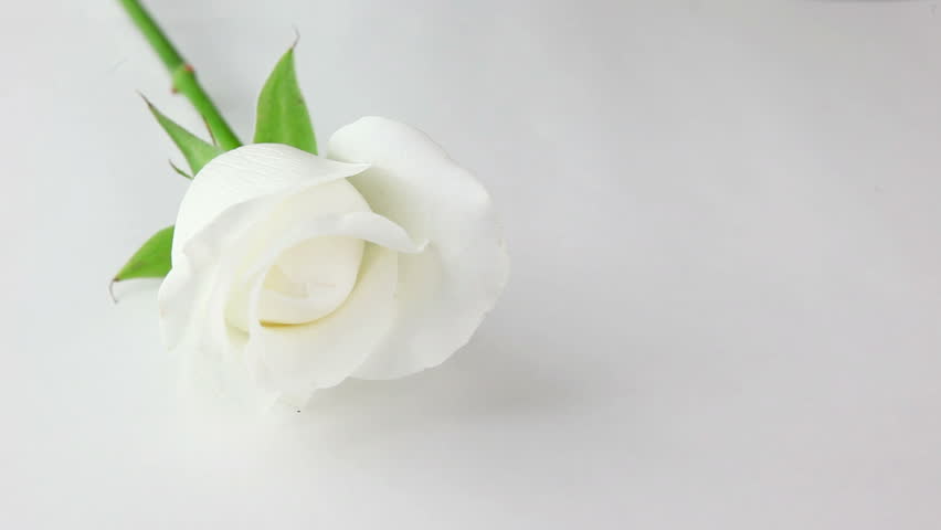 Detail White Rose Hd Nomer 36