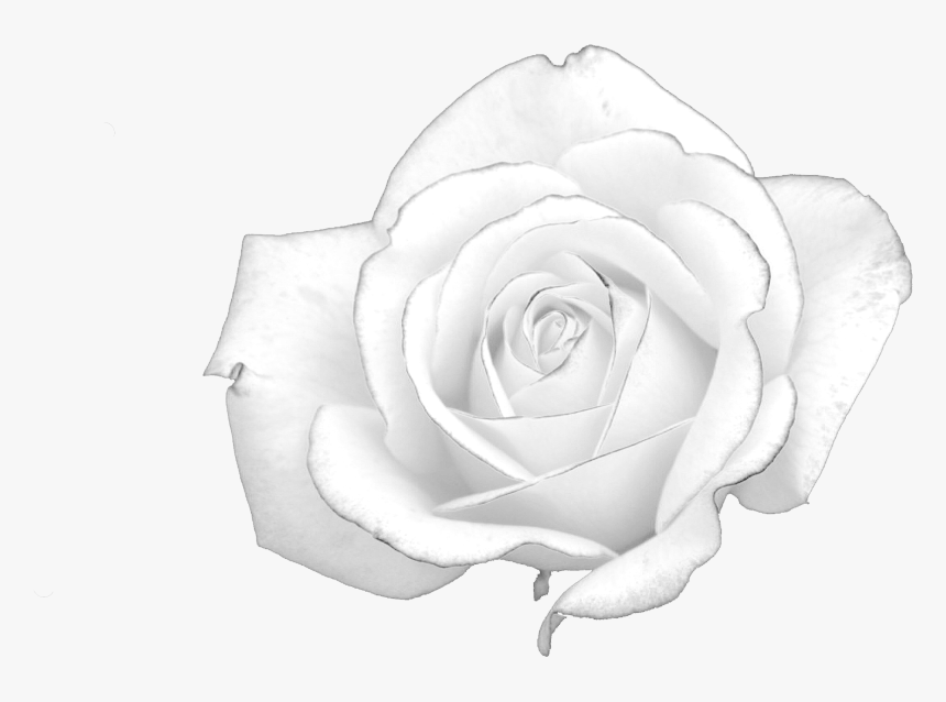 Detail White Rose Hd Nomer 47