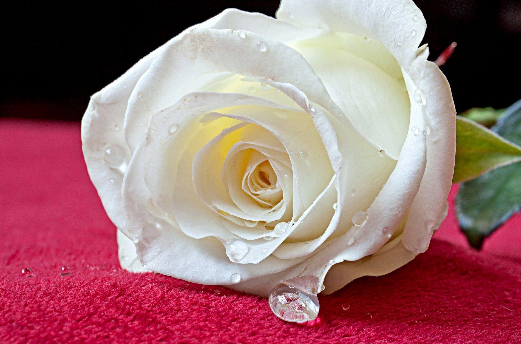 Detail White Rose Hd Nomer 8