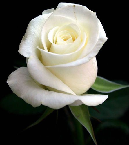 Detail White Rose Image Nomer 16