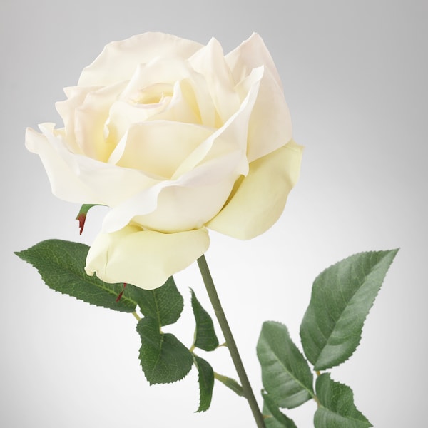 Detail White Rose Image Nomer 17