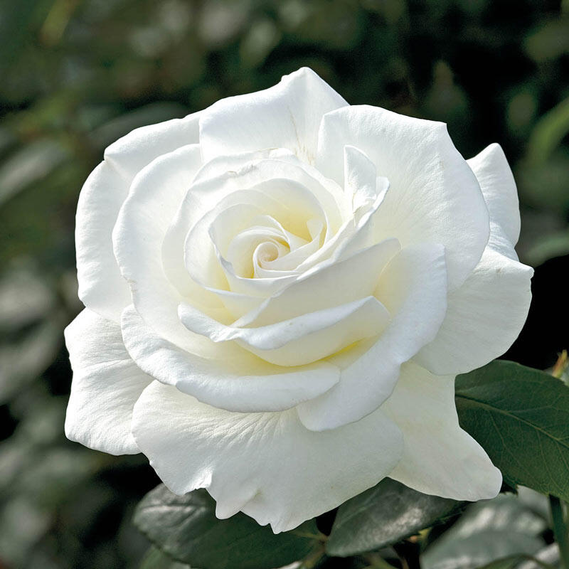 Detail White Rose Image Nomer 20